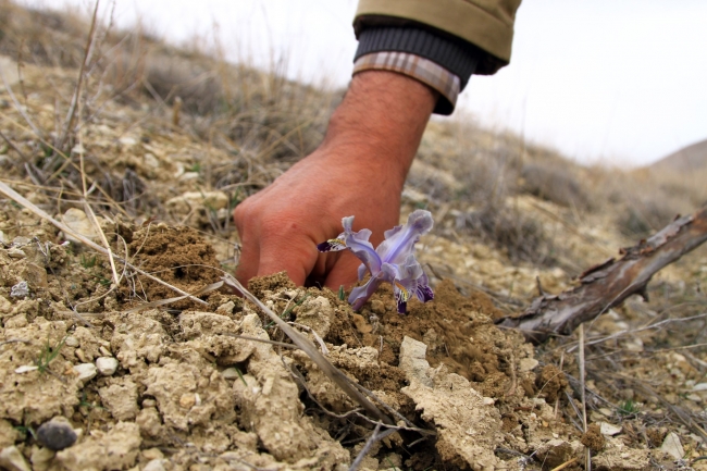 Nevruz çiçekleri baharı erken müjdeledi